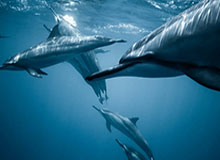 三亿百家乐-米乐：把米香带进每一个清晨的软文之旅